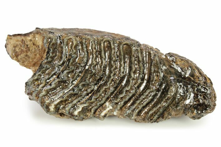 Fossil Woolly Mammoth Molar - Siberia #259993